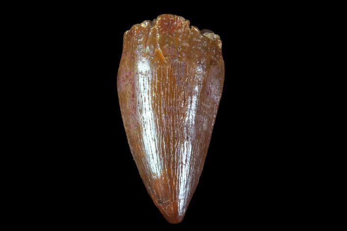 Cretaceous Fossil Crocodile Tooth - Morocco #90042